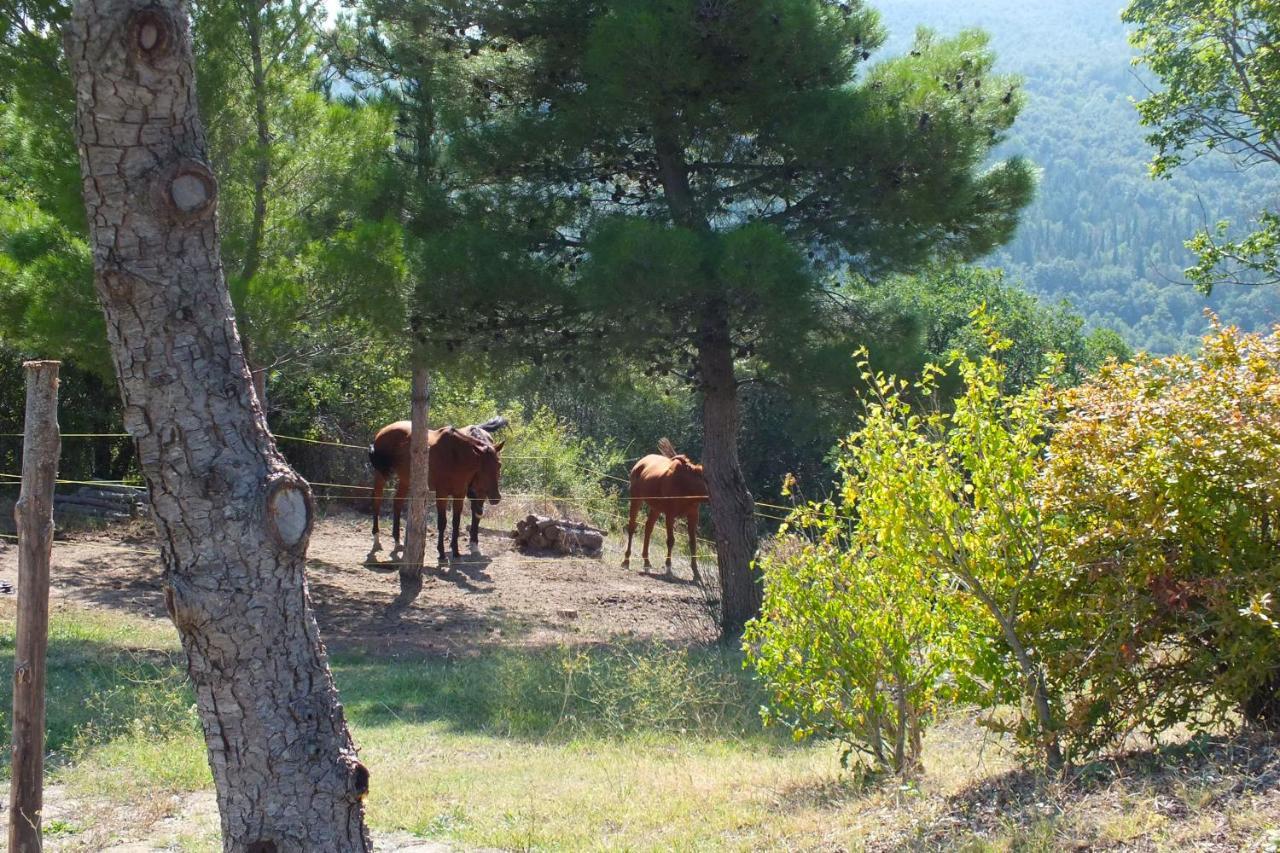 Campiglia dʼOrcia Az.Agr. Il Cavalleggero מראה חיצוני תמונה